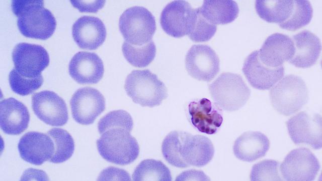 Monkeys Are Spreading Malaria in Malaysia